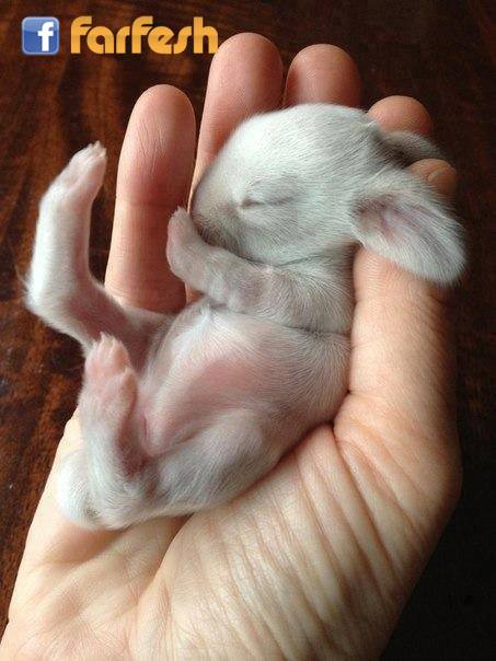 أرنب حديث الولادة غاية في الجمال
