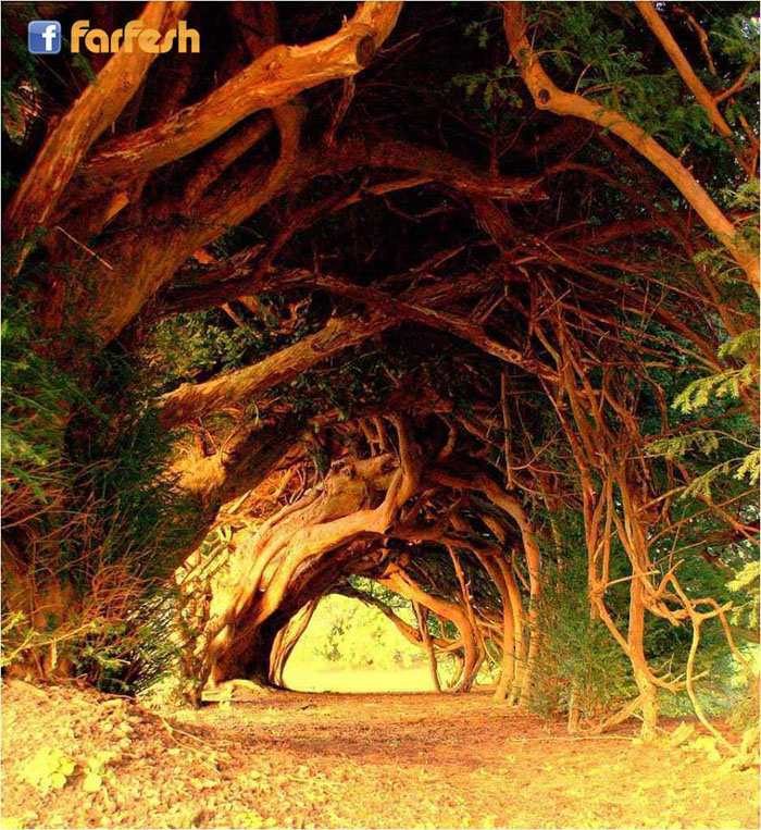 ممر من الأشجار الصنوبرية عمرها 1000 عام في ولز - بريطانيا