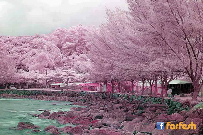 أشجار الكرز الوردية في اليابان