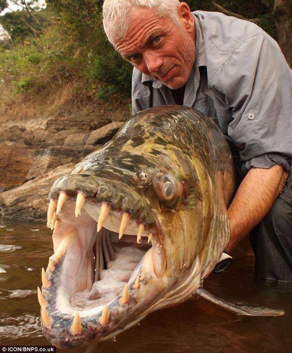 سمكة النمر تعتبر هذه السمكة واحدة من أكبر الأسماك التي تعيش في المياه العذبة والأكثر خطورة في العالم