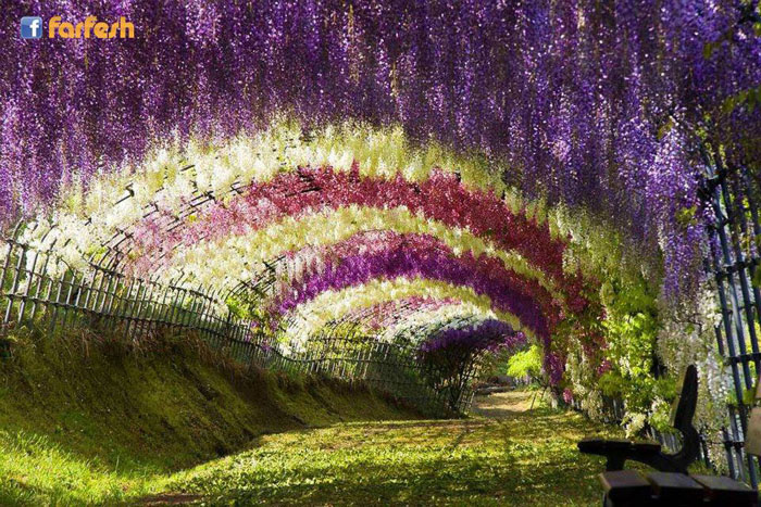 زهور الويستريا ، حديقة كواتشي فوجي ، اليابان