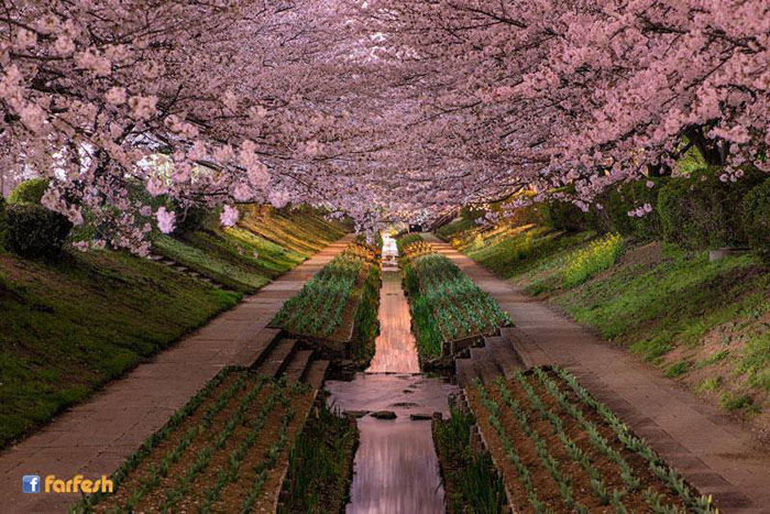 صورة مدهشة لأشجار الكرز في مدينة يوكوهاما اليابانية