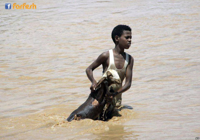 طفل سوداني يحاول إنقاذ ماعز من الفيضان الذي اجتاح السودان