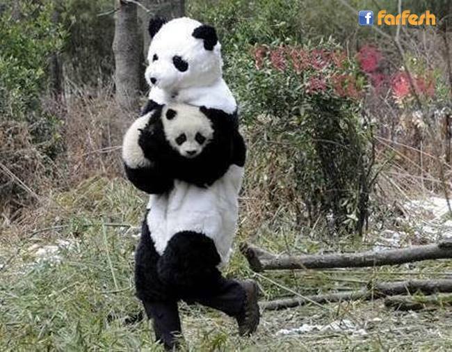 صورة لعملية نقل وانقاذ صغير دب الباندا فى الصين، حيث يلبس الباحث زي شبيه بالباندا لاحتواء صغير الباندا وبث الطمأنية بداخله