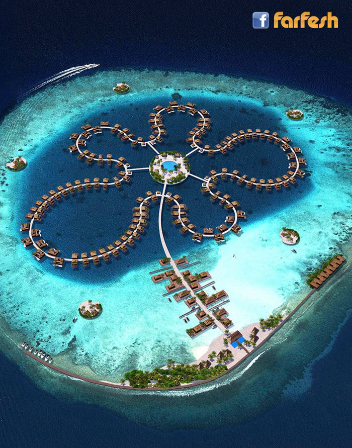 زهرة المحيط في جزر المالديف