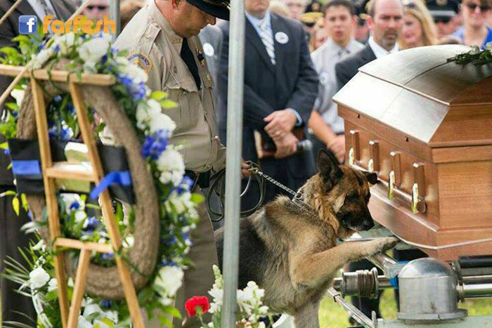 ردة فعل الكلب في جنازة احد عناصر الشرطة المسؤول عن تربية 