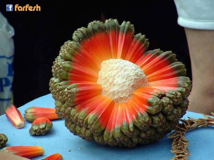   Hala Fruit   