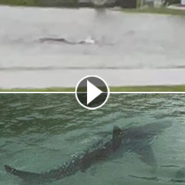 بالفيديو: سمكة قرش تسبح في شوارع فلوريدا