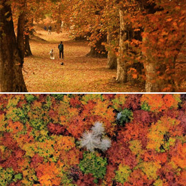 بالصور: فصل الخريف يجوب العالم.. مناظر خريفية بألوان خلابة