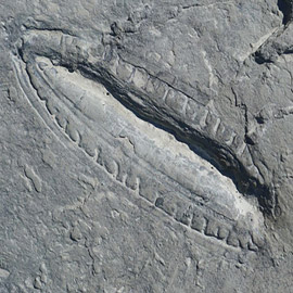 عمرها 550 مليون عاما.. علماء يكتشفون أقدم وجبة في العالم