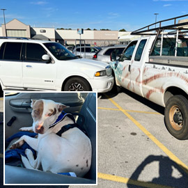 سائق متهور يصطدم بسيارتين في أمريكا.. الشرطة تكشف أنه كلب!