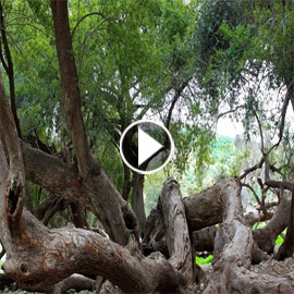 الغابة الشجرة.. غابة غريبة في الأردن بجذع شجرة واحدة.. فيديو وصور