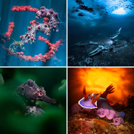 صور ساحرة مدهشة تفوز بمسابقة مصور تحت الماء 2024
