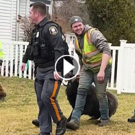 فيديو: مطاردة طريفة بين خروف ورجال الشرطة الأمريكية