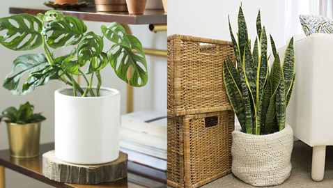  اليك نباتات داخلية تزين أي غرفة في منزلك
