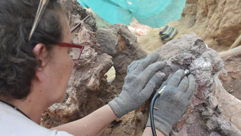 برتغالي يكتشف حفرية ديناصور في حديقة منزله (صور)