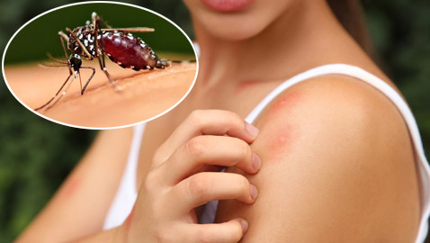 تعرفوا إلى 5 أمراض خطيرة تنقلها لدغات البعوض إلى البشر