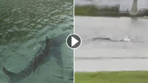 بالفيديو: سمكة قرش تسبح في شوارع فلوريدا
