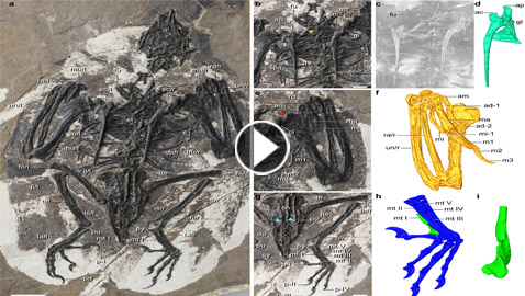 اكتشاف غريب الأطوار.. حيوان برأس ديناصور وجسم طائر! فيديو وصور