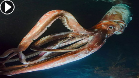 طوله متران وظهر صدفة.. كائن بحري نادر يشغل اليابان (فيديو)