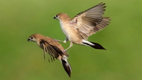 بدا كأنه يحملها.. مصور يوثق طائرا يطارد أنثى في موسم التزاوج بقطر