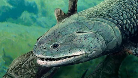 كانت تتنفس الهواء.. سمكة قاتلة عاشت قبل ملايين السنين