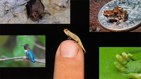 بالصور: تعرفوا على أصغر الحيوانات حجما في العالم