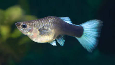 سمكة حامل من دون تزاوج تثير فضول العلماء في أمريكا