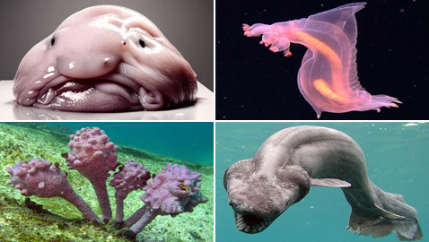مخلوقات غريبة على وجه الأرض تشبه الكائنات الفضائية.. لن تصدق شكلها!