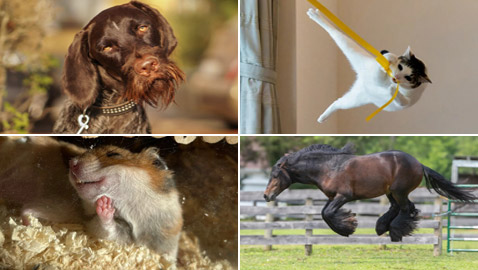 لقطات طريفة مدهشة لحيوانات أليفة في مسابقة 
