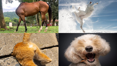 كلب بلا عينين وحصان بلا رأس! صور مضحكة وغريبة لحيوانات أليفة بمسابقة (الصور الكوميدية 2024)
